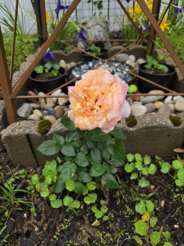 Redgold.... without the red or gold. Like asking for tacos and getting a burger. At least they're both food, or in this case roses.