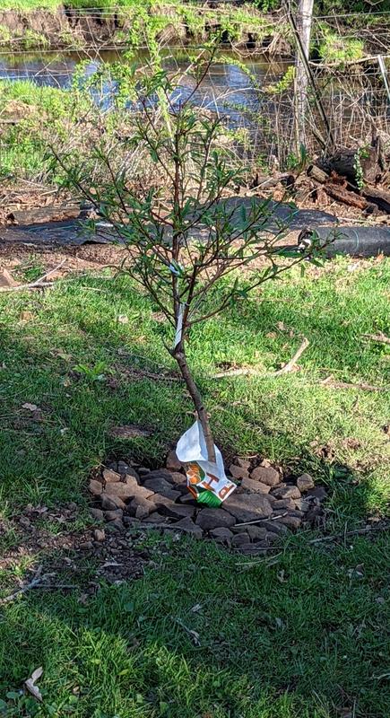 Just planted today