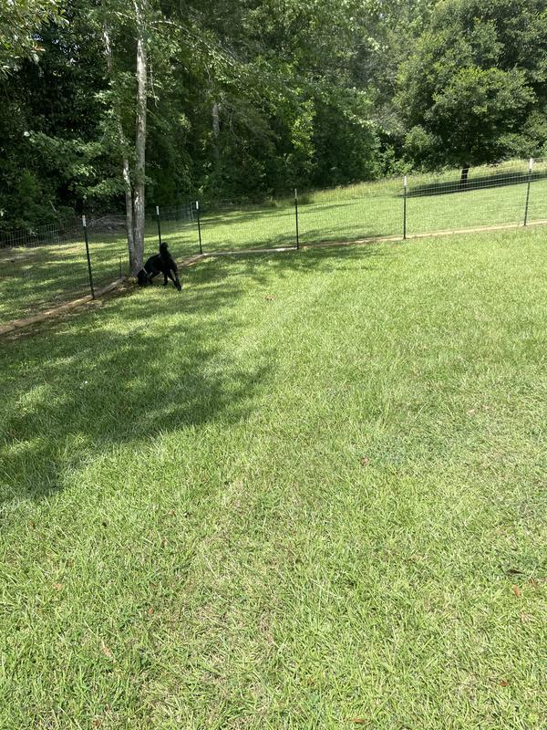 dogs love their new fenced in area at new home in MS,