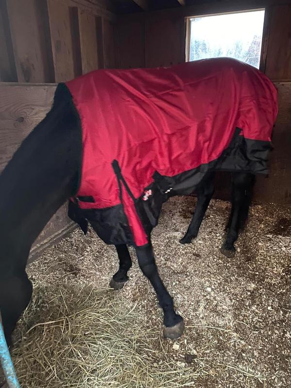 78” fits my long mare well