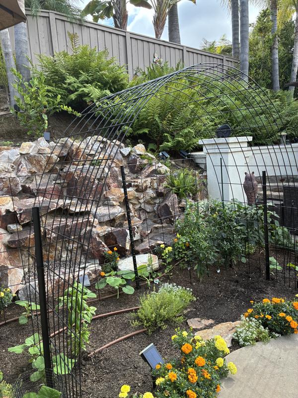 Can't wait for this to be covered in vines and fruit!