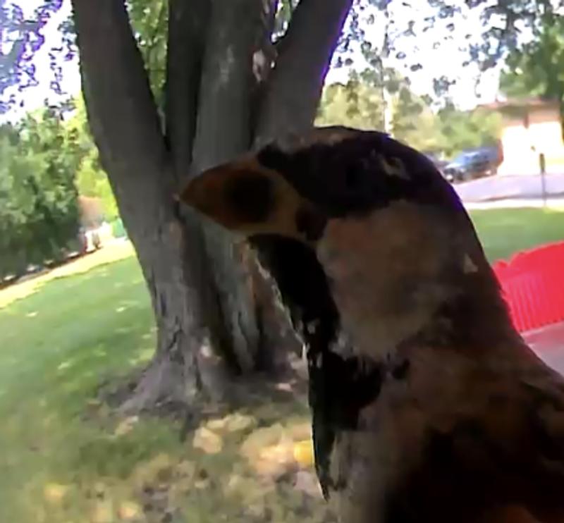 picture taken with the birdfy line of smart cameras