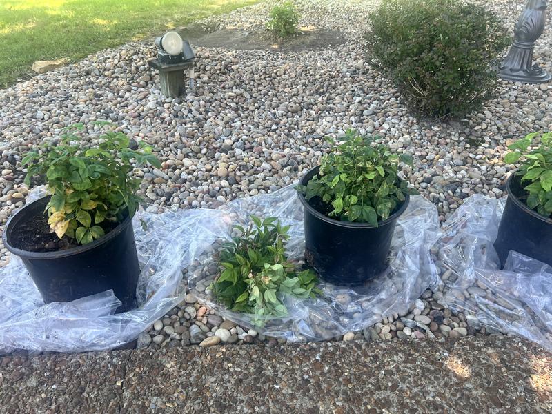 Nandina Firepower shrubs