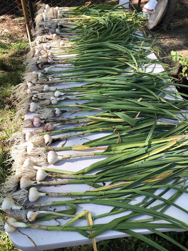50 beautiful garlic heads from one of the beds treated with worm casting