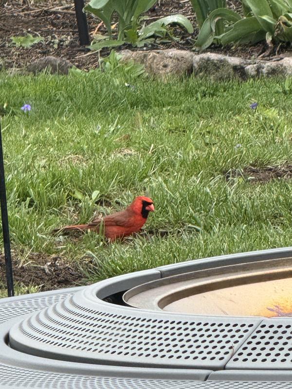 Cardinal