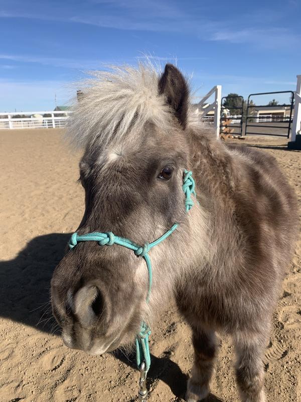 Star point halter on my mini!