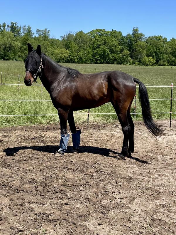 Corazon is a rescued Standardbred. He will work with veterans who come through our program. Corazon had a difficult life and was physically dull. I knew Horseshine would make a difference and it is!!