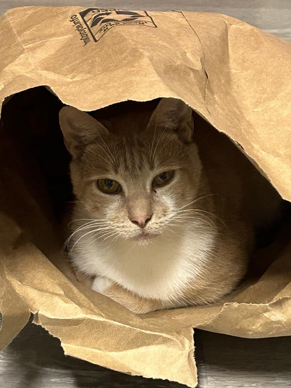 Purring Wabbit Aka “Purrrr”