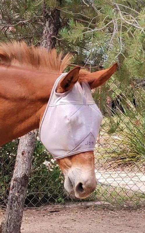 Horse size fits all different shaped heads.