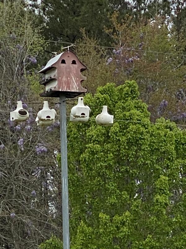 Purple Martin 16 room Barn House with 8 Gourd Houses