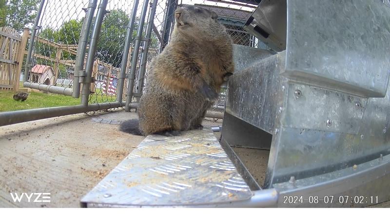 Goofer got a one way ticket to another property with permission from landowners and help from a humane pest control company