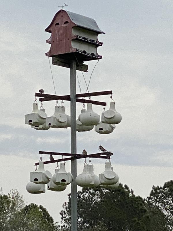 Purple Martin Barn House with 16 rooms with 16 Gourds Houses