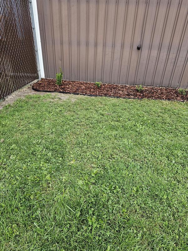 We planted one Arborvitae at the end of an updated planting.