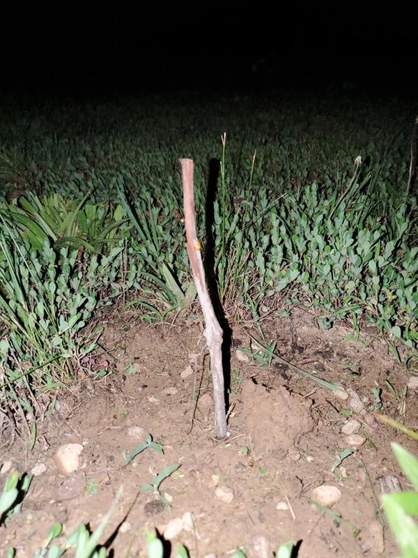 TSC Grapes after 1 month