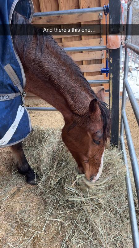 My young horse stuck in a stall with injury. This bedding keeps her stall dry and easily cleaned.