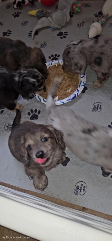 My dapple dachshund puppy