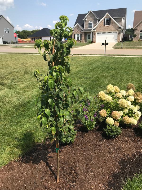 It was packed nicely and is 5’3”.  Terminal stem protected and in great shape in its box!