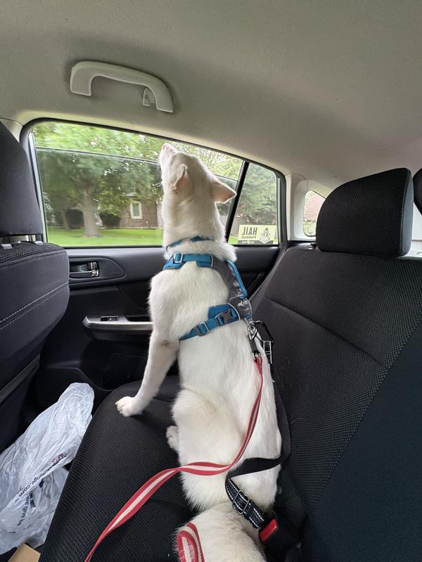 Red leash is the same brand with “locking mechanism”.