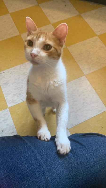 Kitten asking nicely for his food