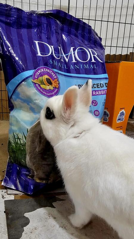 Thumper loves these pallets!