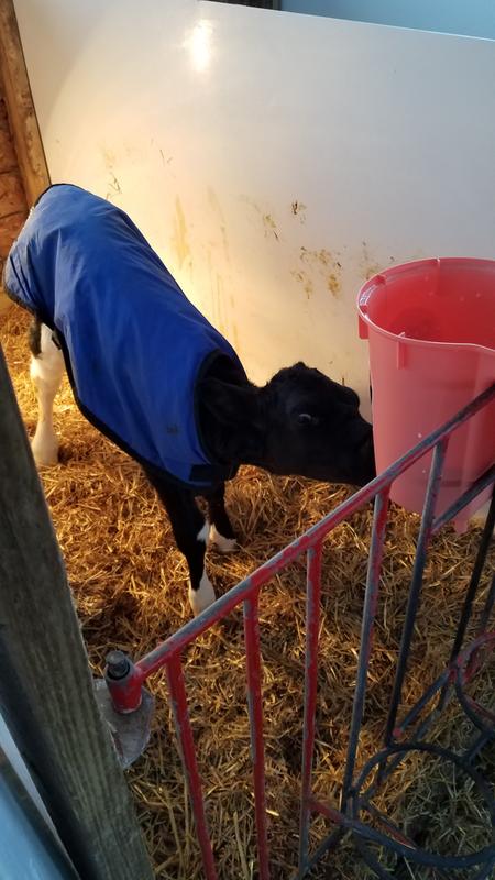 In calf barn