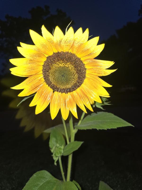 Night picture of sunflower