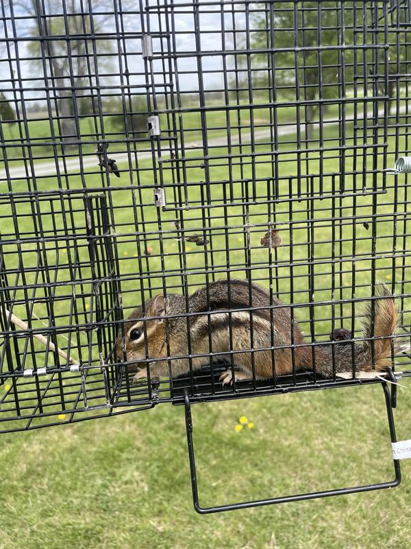 Dog finds the holes, I set the traps.