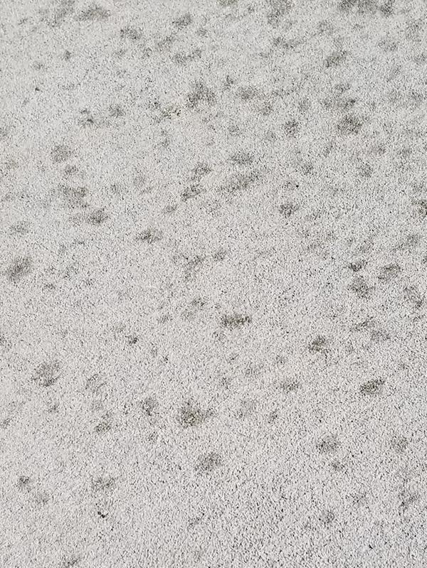 Stained concrete driveway