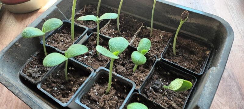 Squash and butter squash.