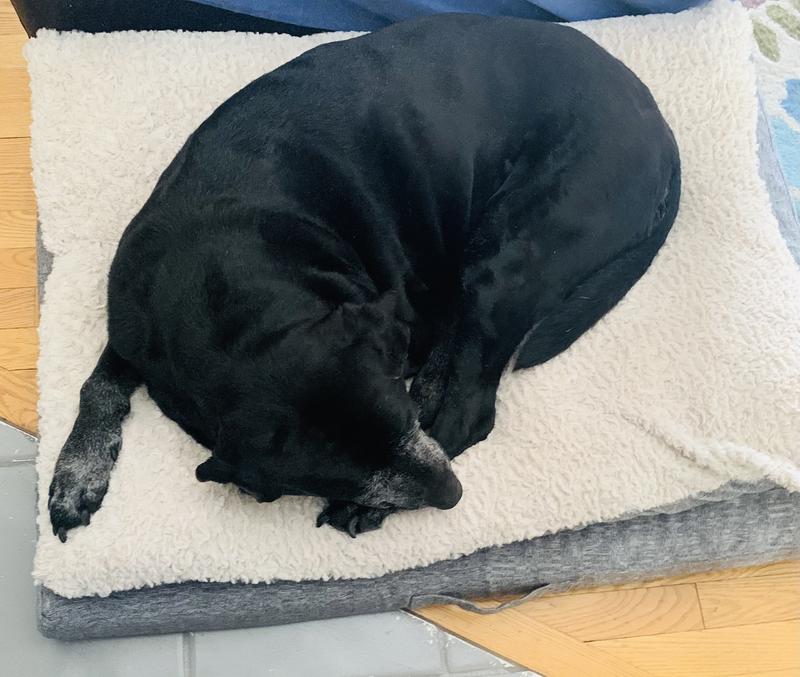 Peyton loves her new dog bed!