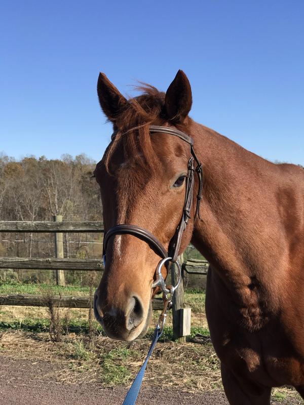 He won't eat a peppermint but will do anything for these.  This has been helpful as he was plagued with issues coming off the track as a 3 yo.