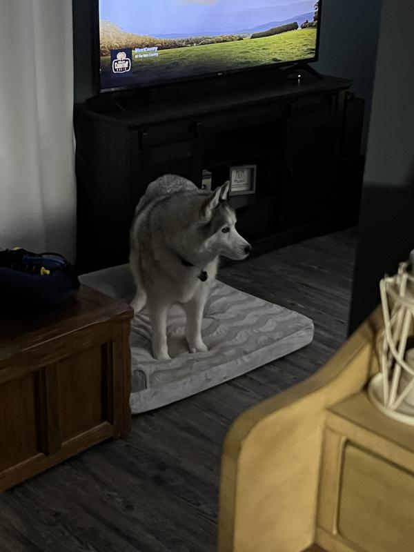 Don’t mind the red husky, she’s special sometimes.