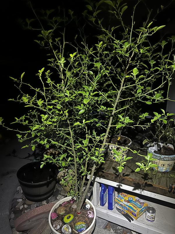 Van Zyverden 5 in. Potted Kumquat Citrus Tree at Tractor Van Zyverden 5 in. Potted Kumquat Citrus Tree at Tractor