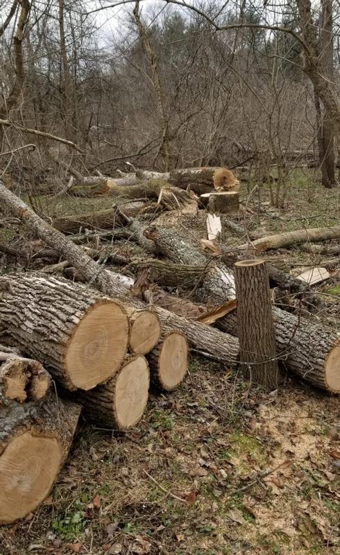 Lots of dead ash trees, still