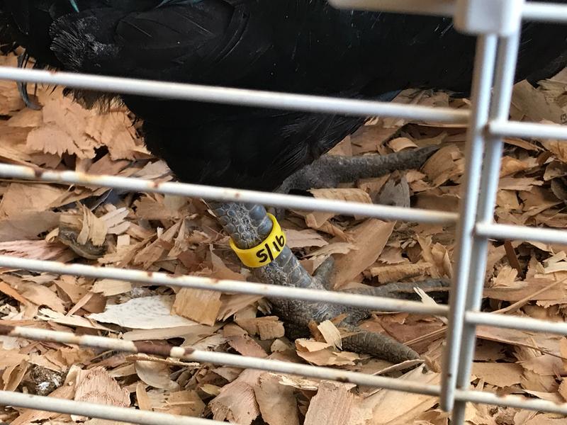 Room enough to write information and very easy to see.