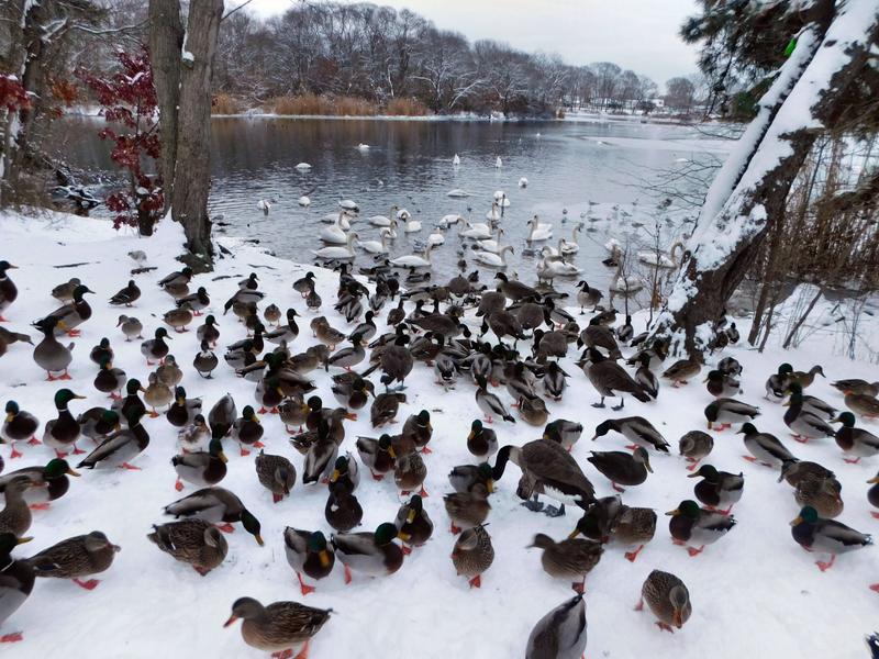 Feeding the wildlife