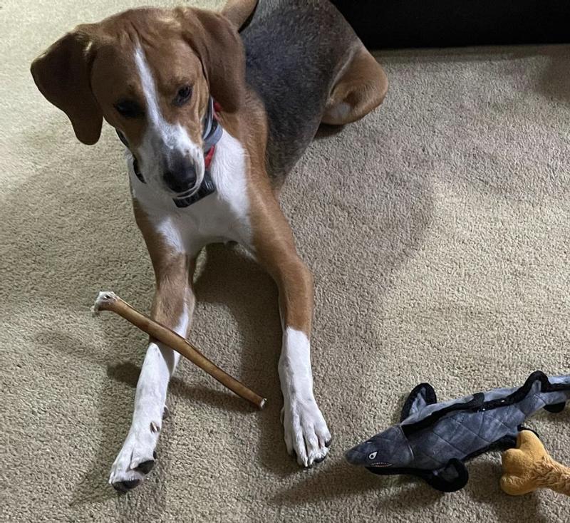 Hobbes with his favorite bully stick. 😋🐶🐾