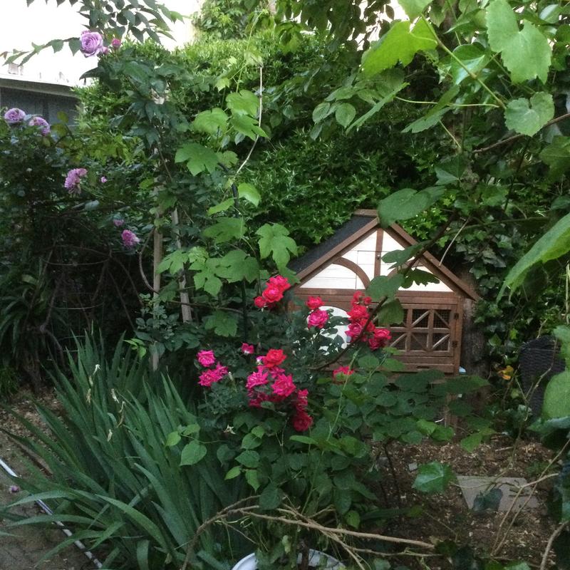 Picture perfect rose garden centerpeice