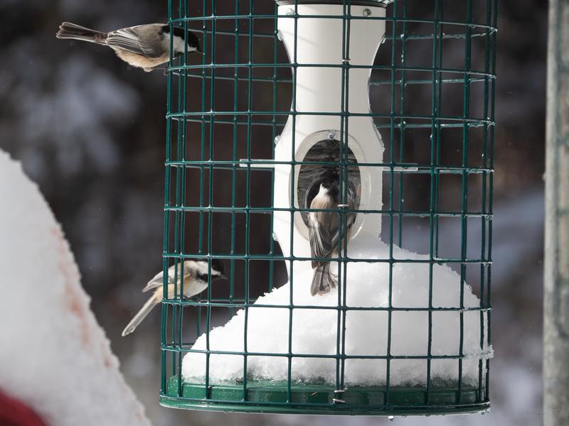 Perfect for small birds