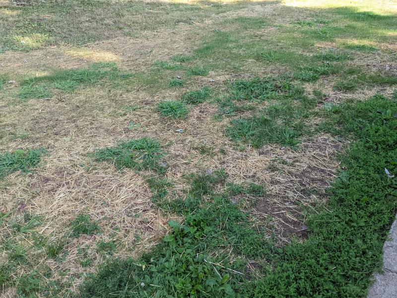 2 weeks exactly after laying it