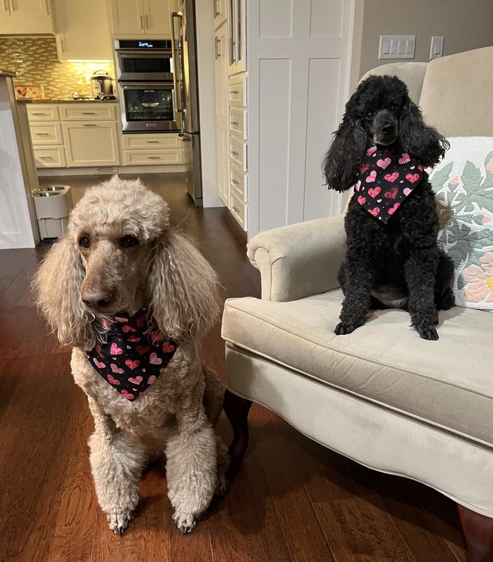 Poodles - Lucy and Crystal