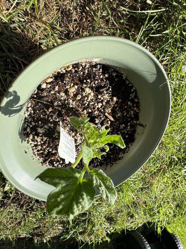 Two weeks later still almost dead