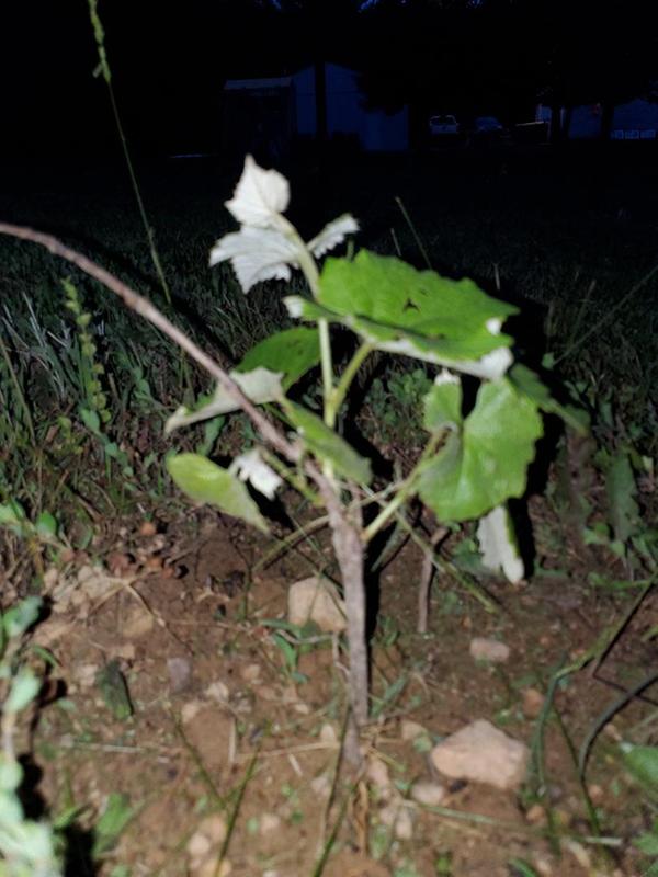 Etsy grapes after 2 weeks