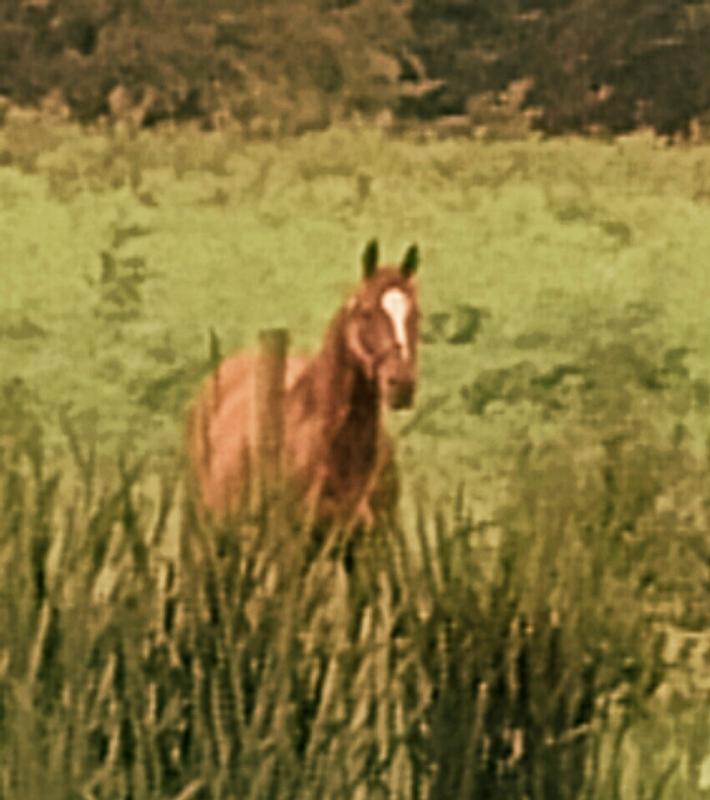 Mare enjoying the pasture