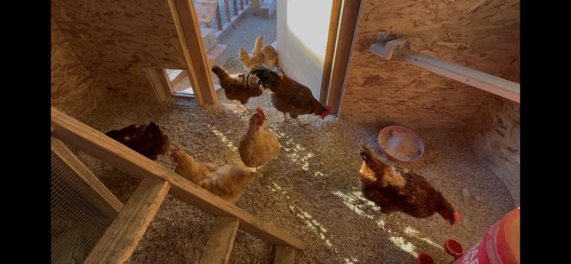 Hemp in coop