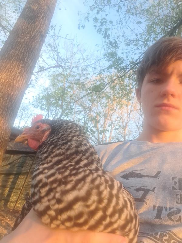 Bigger eggs using pellets