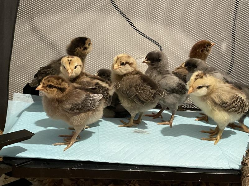 Hoover's Hatchery Live Assorted Color Egg Production Baby Chicks, 10 ct ...