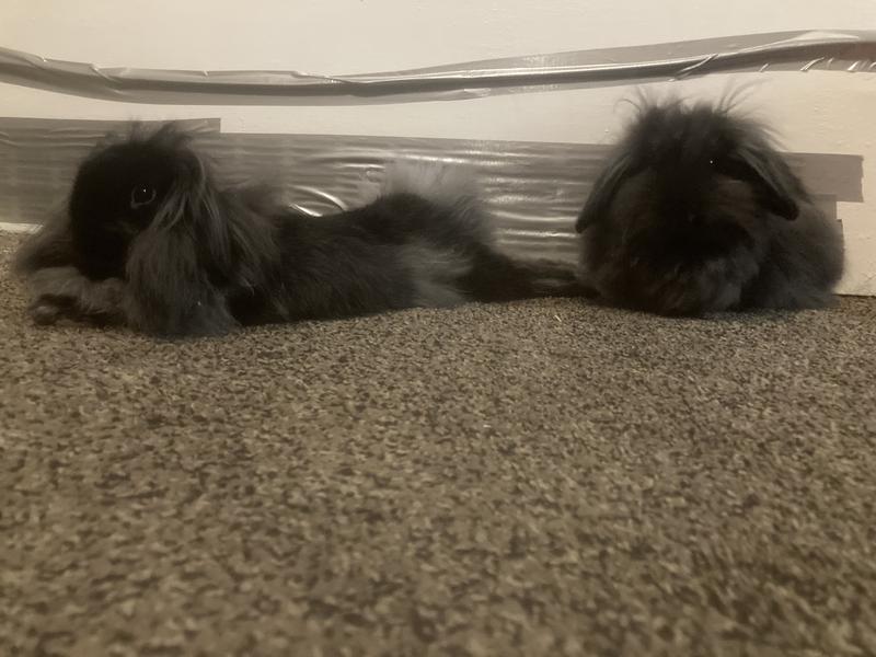 My two male lionhead lop rabbits after eating their Oxbow!
