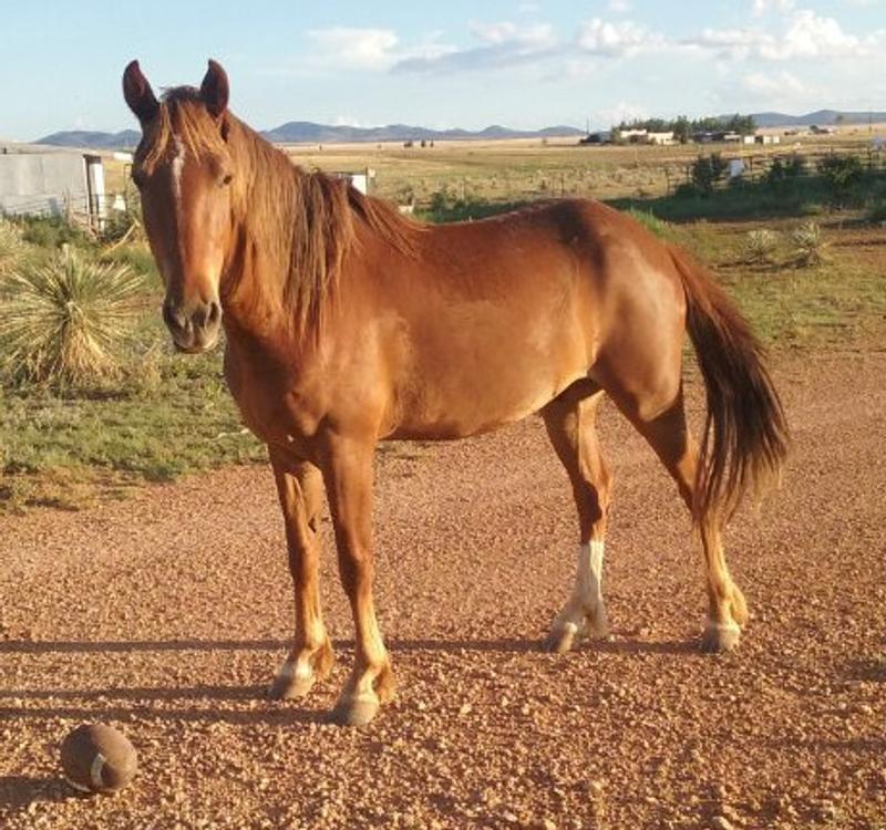 Seahorse loves these treats.