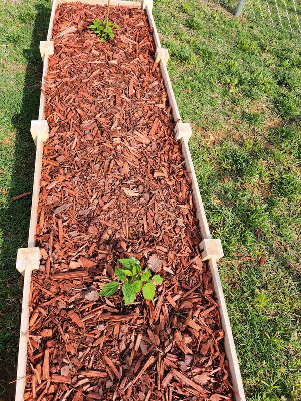 Both plants growing well.